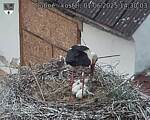 Capi_Dubne_20250601_143003.jpg