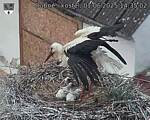 Capi_Dubne_20250601_143502.jpg