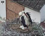 Capi_Dubne_20250601_144003.jpg