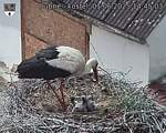 Capi_Dubne_20250601_144503.jpg