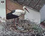 Capi_Dubne_20250601_145002.jpg