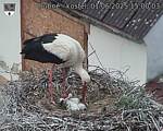 Capi_Dubne_20250601_150003.jpg