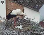 Capi_Dubne_20250601_150503.jpg