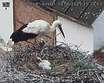 Capi_Dubne_20250601_151003.jpg