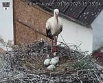 Capi_Dubne_20250601_153504.jpg