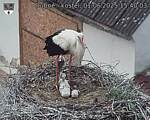 Capi_Dubne_20250601_154003.jpg