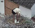 Capi_Dubne_20250601_155004.jpg