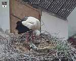 Capi_Dubne_20250601_155503.jpg