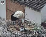 Capi_Dubne_20250601_160003.jpg