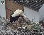 Capi_Dubne_20250601_160503.jpg
