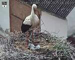 Capi_Dubne_20250601_162003.jpg