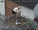 Capi_Dubne_20250601_163004.jpg