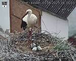 Capi_Dubne_20250601_163503.jpg
