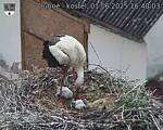 Capi_Dubne_20250601_164003.jpg