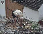 Capi_Dubne_20250601_164503.jpg