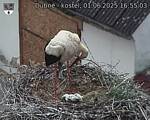 Capi_Dubne_20250601_165503.jpg
