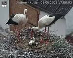 Capi_Dubne_20250601_170003.jpg