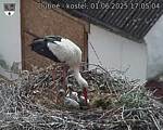 Capi_Dubne_20250601_170504.jpg