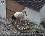 Capi_Dubne_20250601_171003.jpg