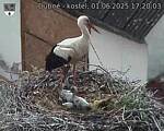 Capi_Dubne_20250601_172003.jpg
