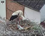 Capi_Dubne_20250601_172503.jpg