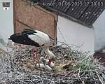 Capi_Dubne_20250601_173003.jpg