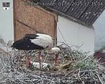 Capi_Dubne_20250601_173504.jpg