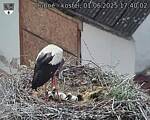 Capi_Dubne_20250601_174002.jpg