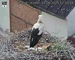Capi_Dubne_20250601_174504.jpg