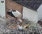 Capi_Dubne_20250601_175003.jpg