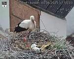 Capi_Dubne_20250601_175503.jpg