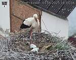 Capi_Dubne_20250601_180504.jpg