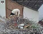 Capi_Dubne_20250601_182004.jpg