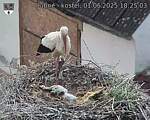 Capi_Dubne_20250601_182503.jpg