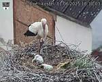 Capi_Dubne_20250601_183003.jpg