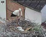 Capi_Dubne_20250601_183503.jpg