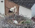 Capi_Dubne_20250601_184002.jpg