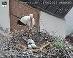 Capi_Dubne_20250601_190003.jpg