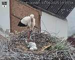 Capi_Dubne_20250601_190504.jpg