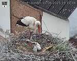 Capi_Dubne_20250601_191004.jpg