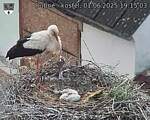Capi_Dubne_20250601_191503.jpg