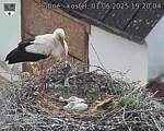 Capi_Dubne_20250601_192004.jpg
