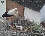 Capi_Dubne_20250601_192502.jpg