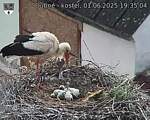 Capi_Dubne_20250601_193504.jpg