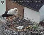 Capi_Dubne_20250601_194002.jpg