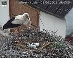 Capi_Dubne_20250601_194504.jpg