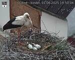 Capi_Dubne_20250601_195004.jpg