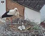 Capi_Dubne_20250601_195503.jpg