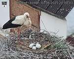 Capi_Dubne_20250601_200003.jpg