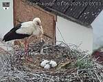 Capi_Dubne_20250601_200503.jpg
